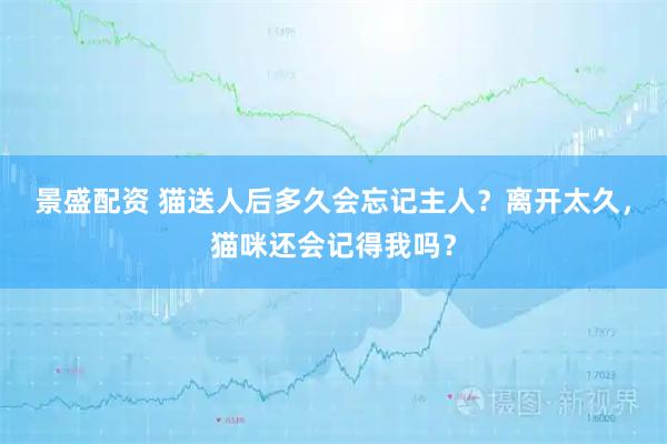 景盛配资 猫送人后多久会忘记主人？离开太久，猫咪还会记得我吗？